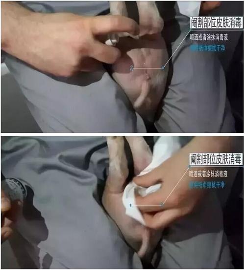 看看严谨的德国养猪人是怎样阉割仔猪的!易操作, 应激小,术后感染少!