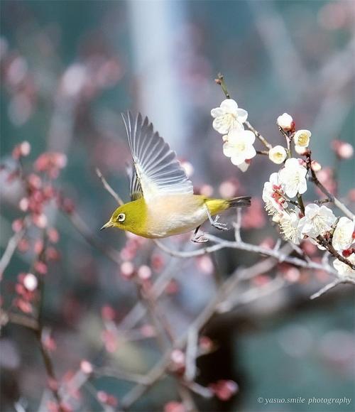 春光春花与春鸟
