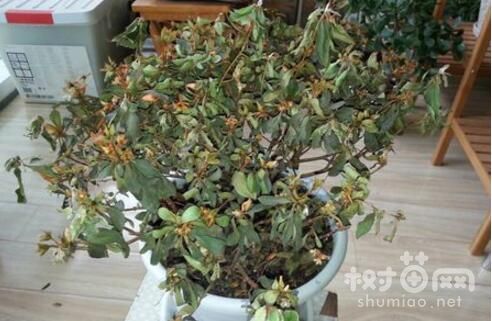 杜鹃花枯萎了怎么救活?