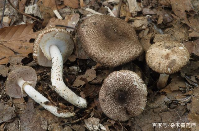 荒野维生野菜系列——林地蘑菇