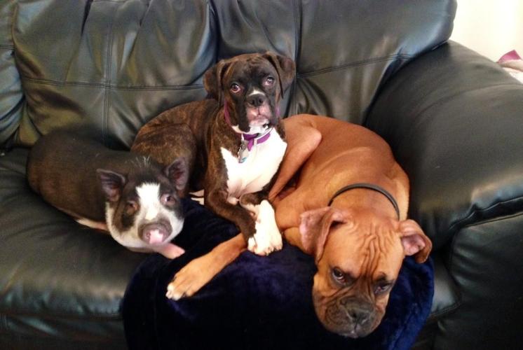 原创6张图带你了解拳师犬看起来像恶犬其实面恶心善