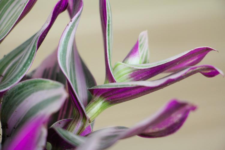 油画吊兰冬天养殖方法