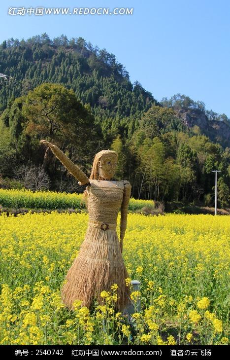 油菜花里稻草人