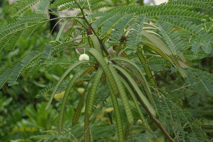老蒋草木园(923) ------ 银合欢
