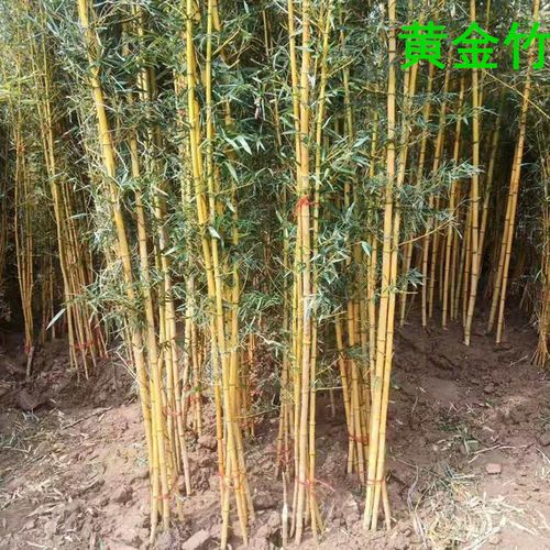 富满升 青竹紫竹金镶玉竹黄金竹苗 室外庭院阳台盆栽地栽竹子苗耐寒