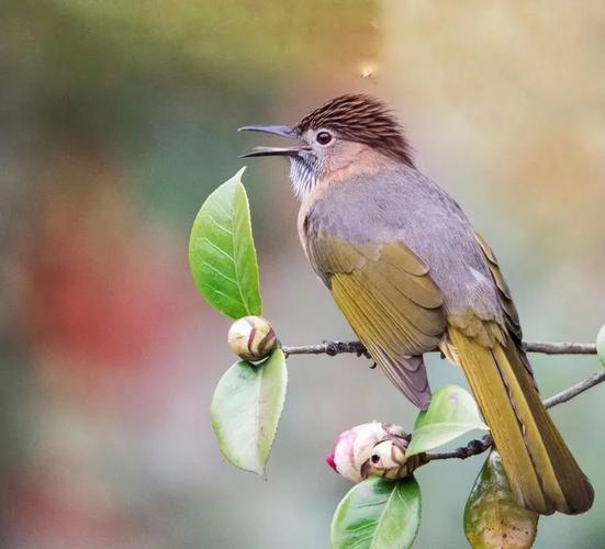 百鸟鸣春音乐节已在大佛寺景区拉开帷幕