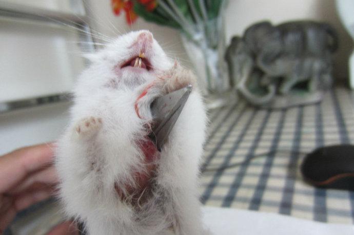 《我的小仓鼠》作文250字