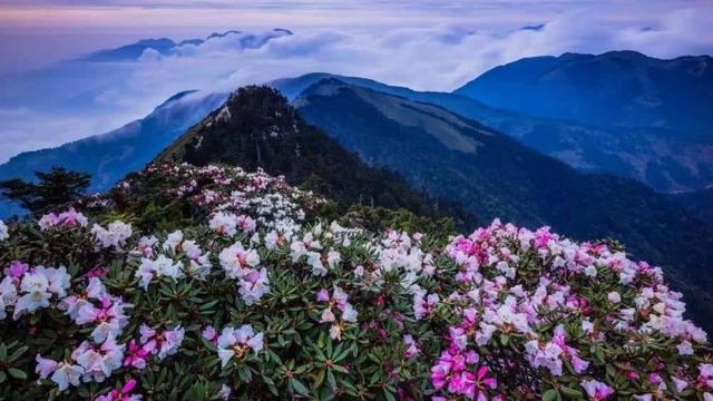 金秀圣堂山杜鹃花旅游节启动,14项特色活动等你来体验