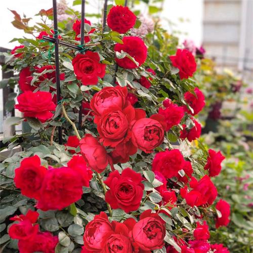 佛罗伦萨藤本月季花苗蒂娜庭院阳台爬藤蔷薇大苗盆栽多季开花植物