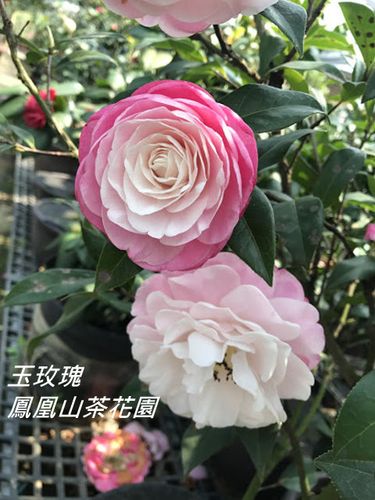 > 玉玫瑰 云南茶