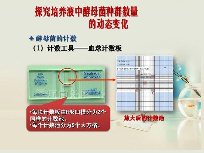 放大后的计数池