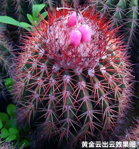 开花仙人球黄金云已出云非层云防辐射办公室客厅盆栽稀有仙人球