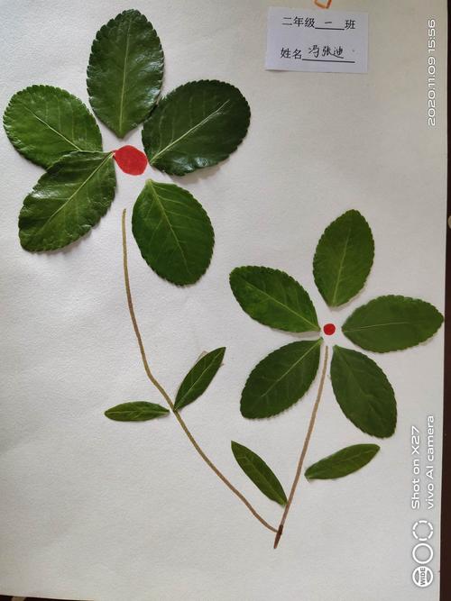 树叶贴画---宁晋县第七实验小学二年级作品选