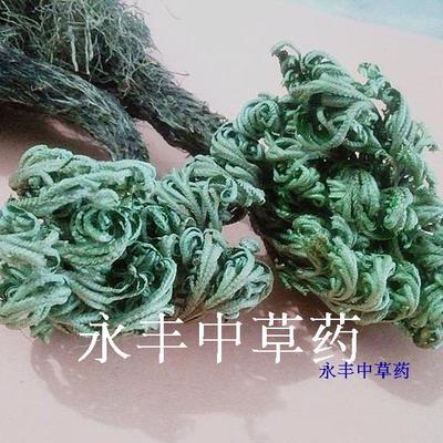 野生卷柏 还魂草 岩柏 山扁柏 水柏枝 地百草 铁拳头