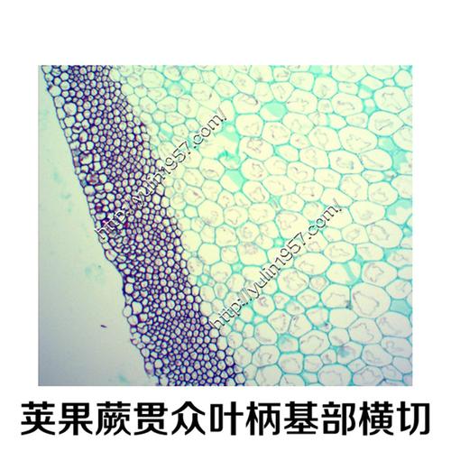教学切片 植物切片标本生物玻片荚果蕨贯众叶柄基部横切