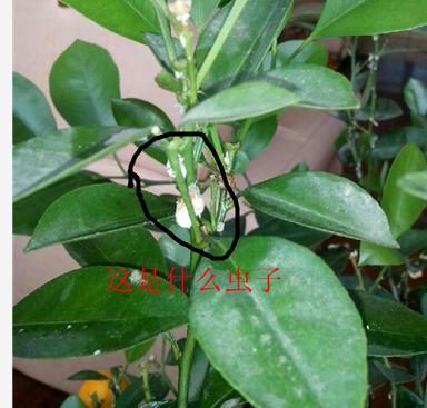 金桔树上长的这是什么虫子该怎么治?