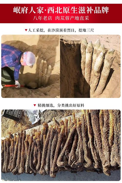 沙漠人参功效与作用(沙漠人参吃了有什么作用) | 锁阳