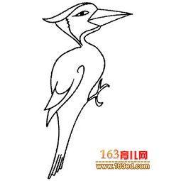 啄木鸟啄树简笔画视频 简笔画图片大全-蒲城教育文学网
