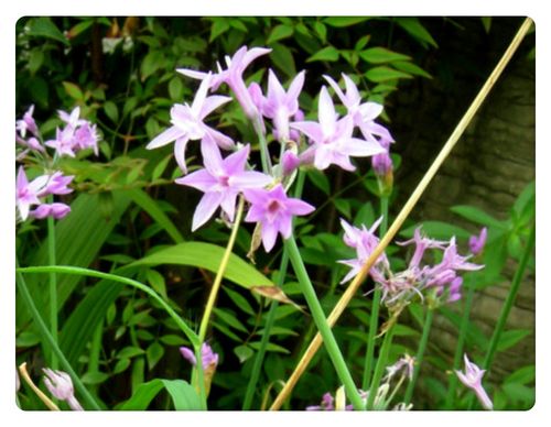 4月19日的生辰花,野蒜花