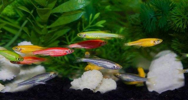 斑马鱼存在什么现象