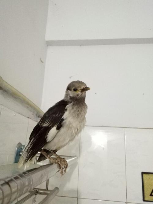 为什么我的花八哥今天叫声不一样了