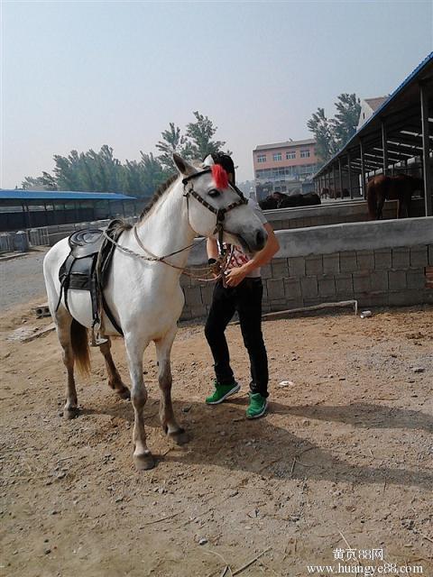 青城马术网上查骑马与大自然和马儿来一次亲密接触