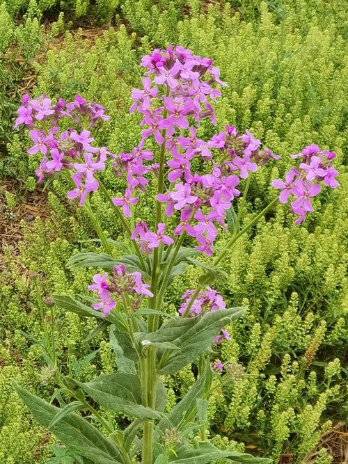 魏善庄赏花蓝香芥