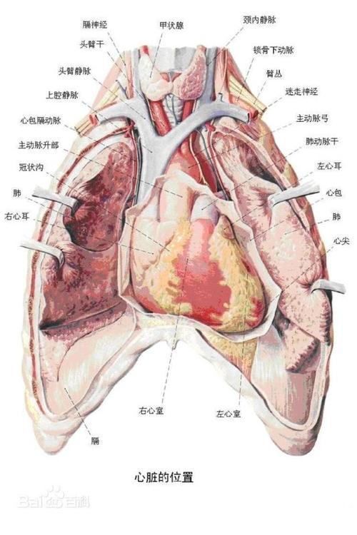 人的心脏在什么位置图片