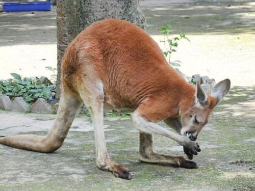 福州动物园游客扔石块砸袋鼠 致一死一伤