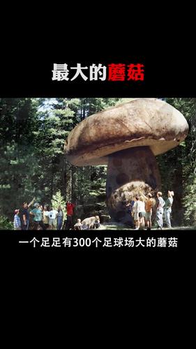 每天一点冷知识最大的蘑菇