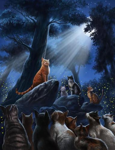 猫武士梅西故事圈