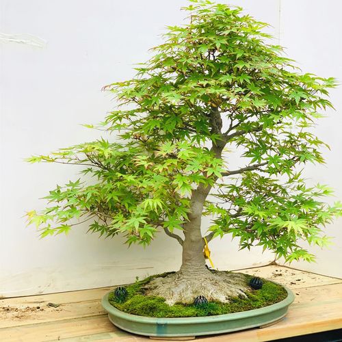 特点观叶园林用途盆栽是否有几架/盆器有生物学习性落叶性类型盆栽派