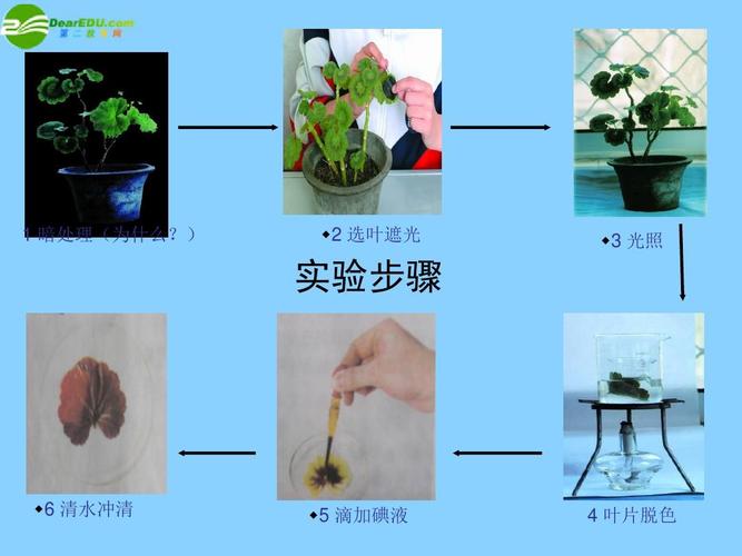 七年级生物上册王银绿色植物的光合作用课件ppt
