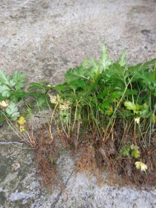 黄连是一种什么样的植物