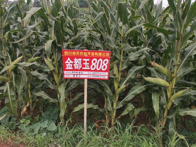 丰乐种业重点推广的特大穗玉米品种一一金都玉808
