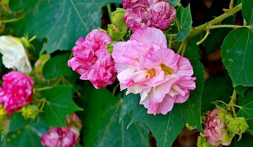 芙蓉花怎么养护?