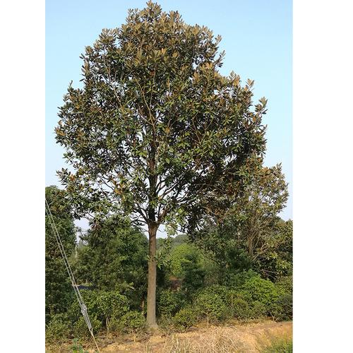 现货10-25公分广玉兰行道树木荷花玉兰落叶乔木绿化树