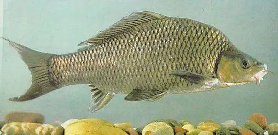 助力长江生物多样性保护,50万尾土著鱼在大理境内放流