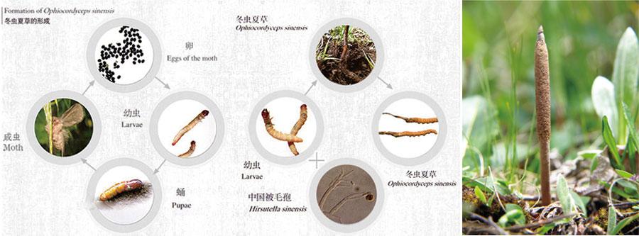 【虫草蝙蝠蛾】虫草蝙蝠蛾-珍峰冬虫夏草