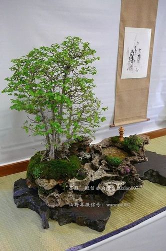 [转载]以石为盆 ——石头花盆盆景美图