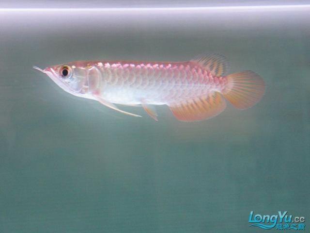 过程,有兴趣的朋友可以查阅,今天给大家分享一条金龙鱼的6年饲养记录