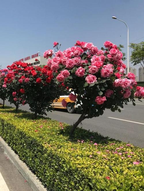 ▌团结大道武汉火车站附近的树状月季.