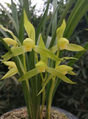 春剑和春兰的区别