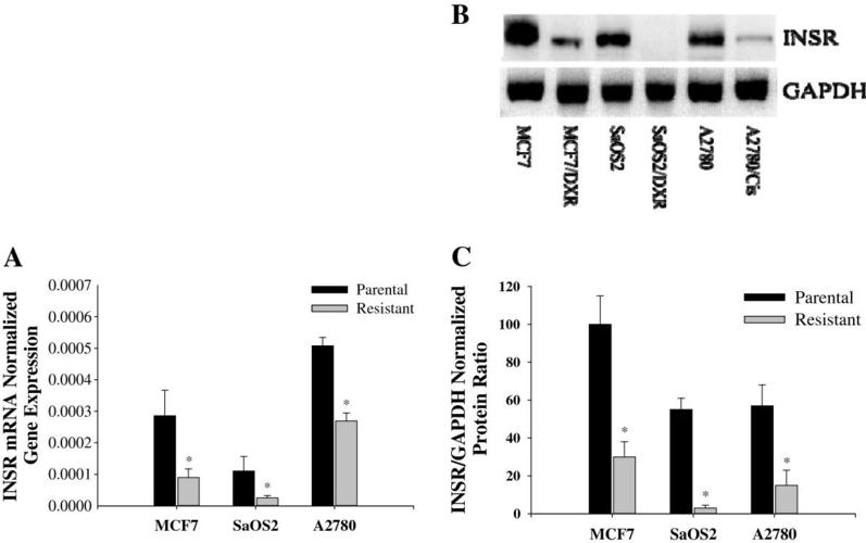 modulation of insulin/igfs pathways by sirtuin-7 inhibition in