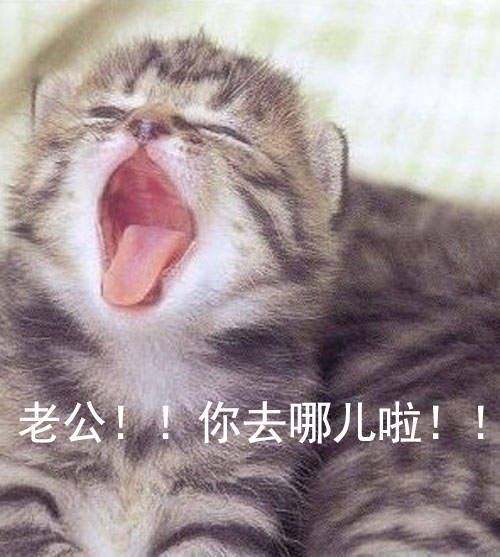 猫咪喊老公的表情包猫咪撒娇叫老公表情包