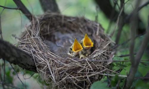 喜鹊窝看上去很简陋却不怕风雨有何玄机败絮其外金玉其中