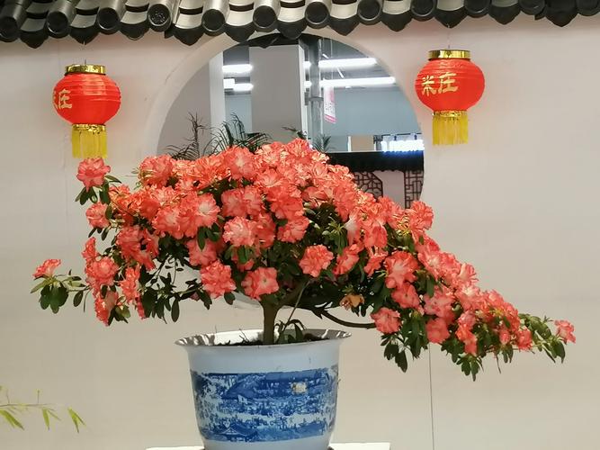 丹东杜鹃花展