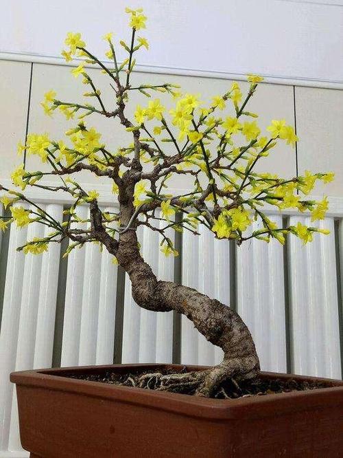迎春花制作盆景的优势分析