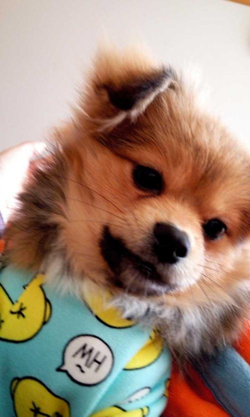 把土狗养成高级犬是一种怎样的体验?