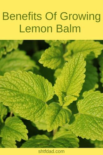 lemon balm benefits and growing tips